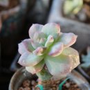 태만농장 이미지