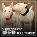 도그마루(왕십리점) 이미지