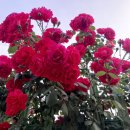 이글루고 태양광발전소 이미지