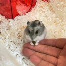 햄토피아 천안 불당점 이미지