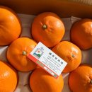 자정농장 | 제주천혜향 택배 산지 직송 후기, 입맛 잃은 쌍둥이들을 위한 천혜향가정용 3kg 선택