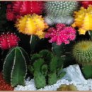 꿈꾸는 백마강 이미지