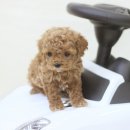 뽀글뽀글 이미지