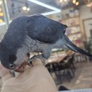 앵무세상 이미지