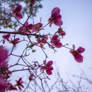 힐링정원 이미지