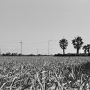 동일리-9 네이버블로그