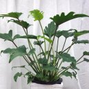 사파동358 이미지