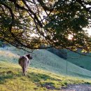 석양목장 이미지