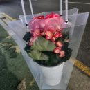 영화꽃화원 이미지