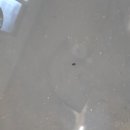 청호하수구