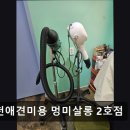 부천애견미용 멍미살롱2호점 이미지