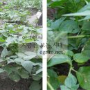 콩이야기 이미지