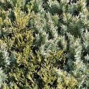 The 건강나무 이미지