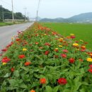 소라면 가사리 이미지