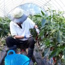 금잔디농원 이미지