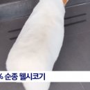 한국유과