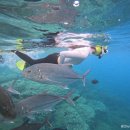 돌메공원(이동식화장실) | 괌 여행 DAY2-피쉬아이 스노클링/메스클라도스버거/젤리캣/호놀롤루커피/투몬비치야시장