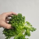 다조아건강쎈타 이미지