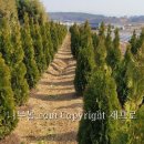 에메랄드그린 이미지