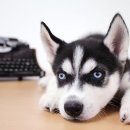 아이퍼피 이미지