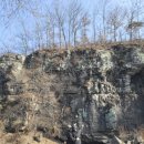 초평밤나무 이미지