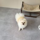 똑똑독 펫살롱 이미지