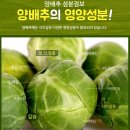위영양제 양배추환 효능과 참다움 양배추환 후기