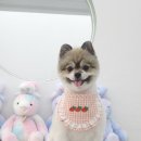 섬댕 강아지 미용실 네이버블로그