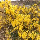 개나리농장 이미지