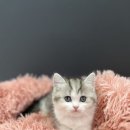 야옹아 멍멍해봐 계림점 이미지