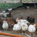 평산농장 이미지