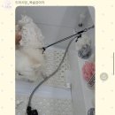 드라시앙