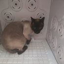 알았당개 이미지