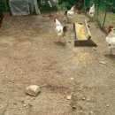 김선수농장 이미지