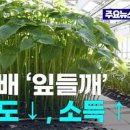 텃밭 김장작물은 친환경 비닐로 멀칭 한다! 주말농장 농사용 생분해 멀칭필름 이지필름 이미지