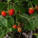 대자연농원 이미지