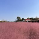 여우소풍 | 가을 나들이 핑크뮬리보러 평택 바람새 마을 ft. 소풍 정원