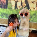 서성목장 | 제주 도치돌목장 애월 알파카목장 데이트 코스 유아체험가능한 곳🦙🍃