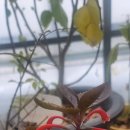 트리더마