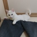 고양이 유치원 이미지