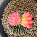 가시없는 선인장(Gymnocalycium Mihanovichii Inermis Variegated Cristata) 이미지