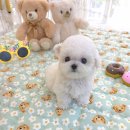 꽃강아지 이미지