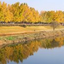 은행나무길 이미지