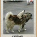 비도 이미지