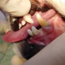 래플즈 동물병원 이미지