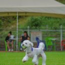 멍쌤 펫 살롱 이미지