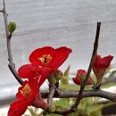 사이박천 이미지