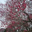 남평문씨본리세거지 주차장 | 대구 남평문씨본리세거지 홍매화 개화 현황