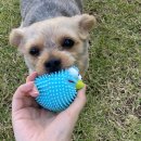 용이랑 백호랑 이미지