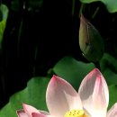 연꽃향기 이미지